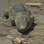 Animal Allies 209 crocodile