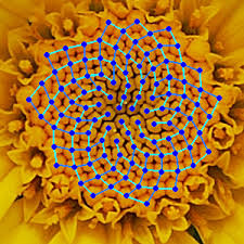 Fibonacci image